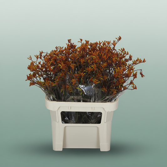 Anigozanthos Bush Sunset