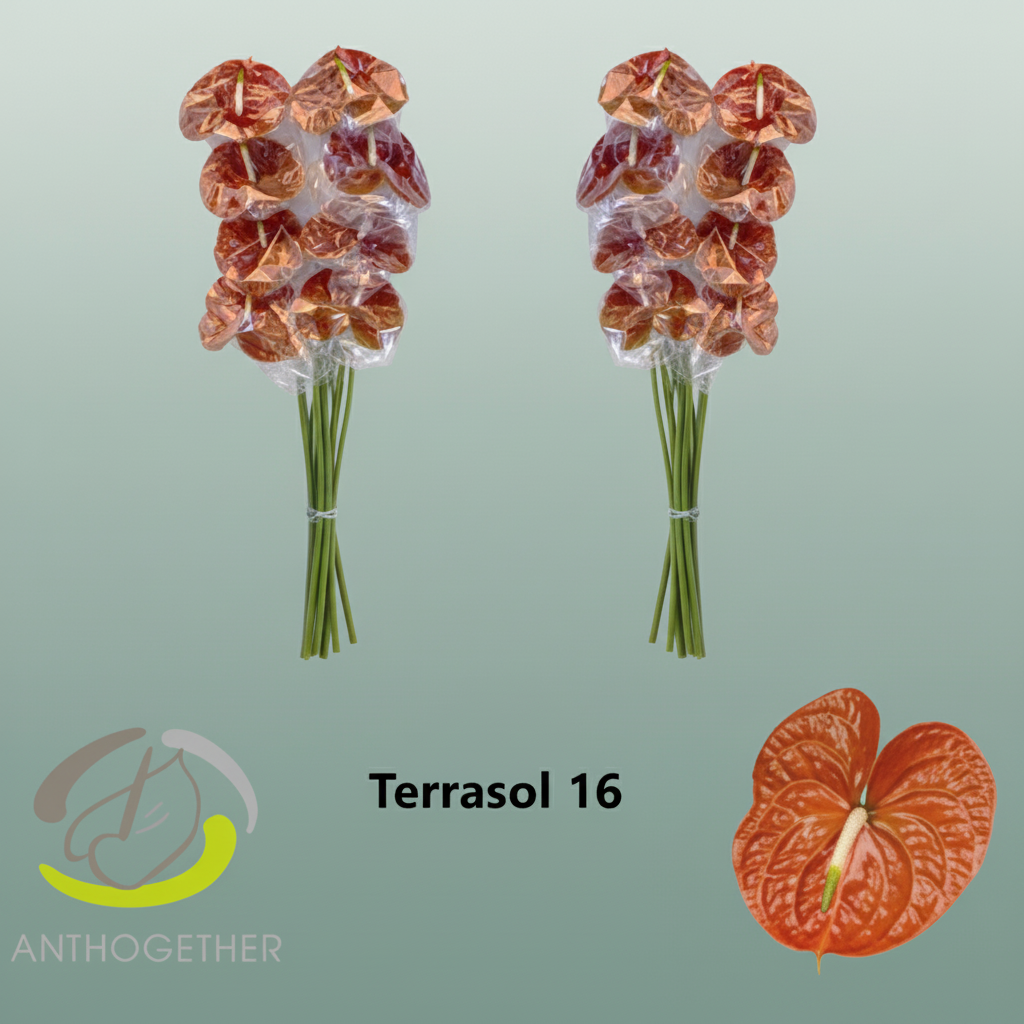 Anthurium Terrasol