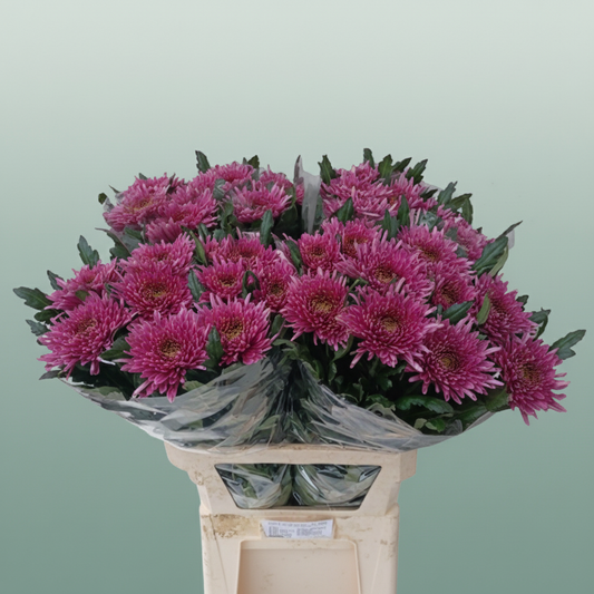 Chrysanthemum G Dyed Tula Purple