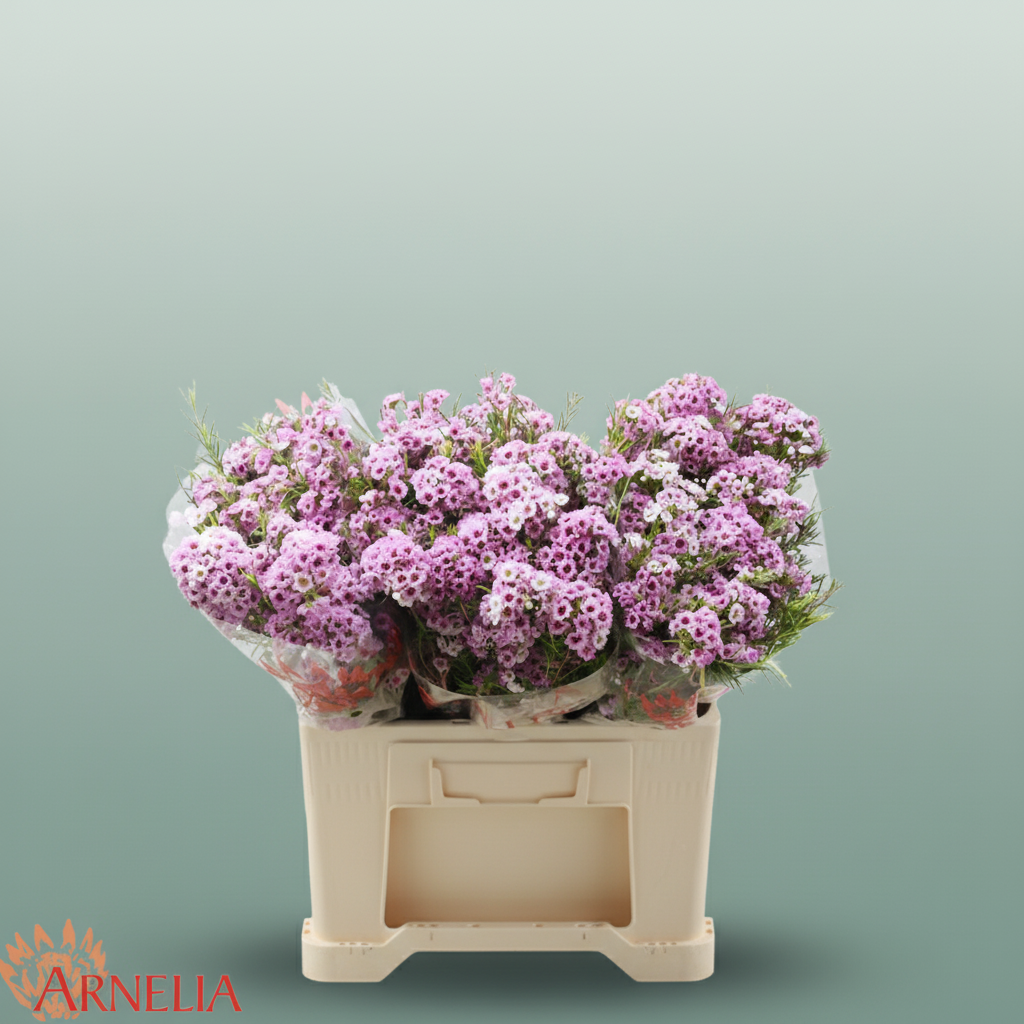 Waxflower Giselle