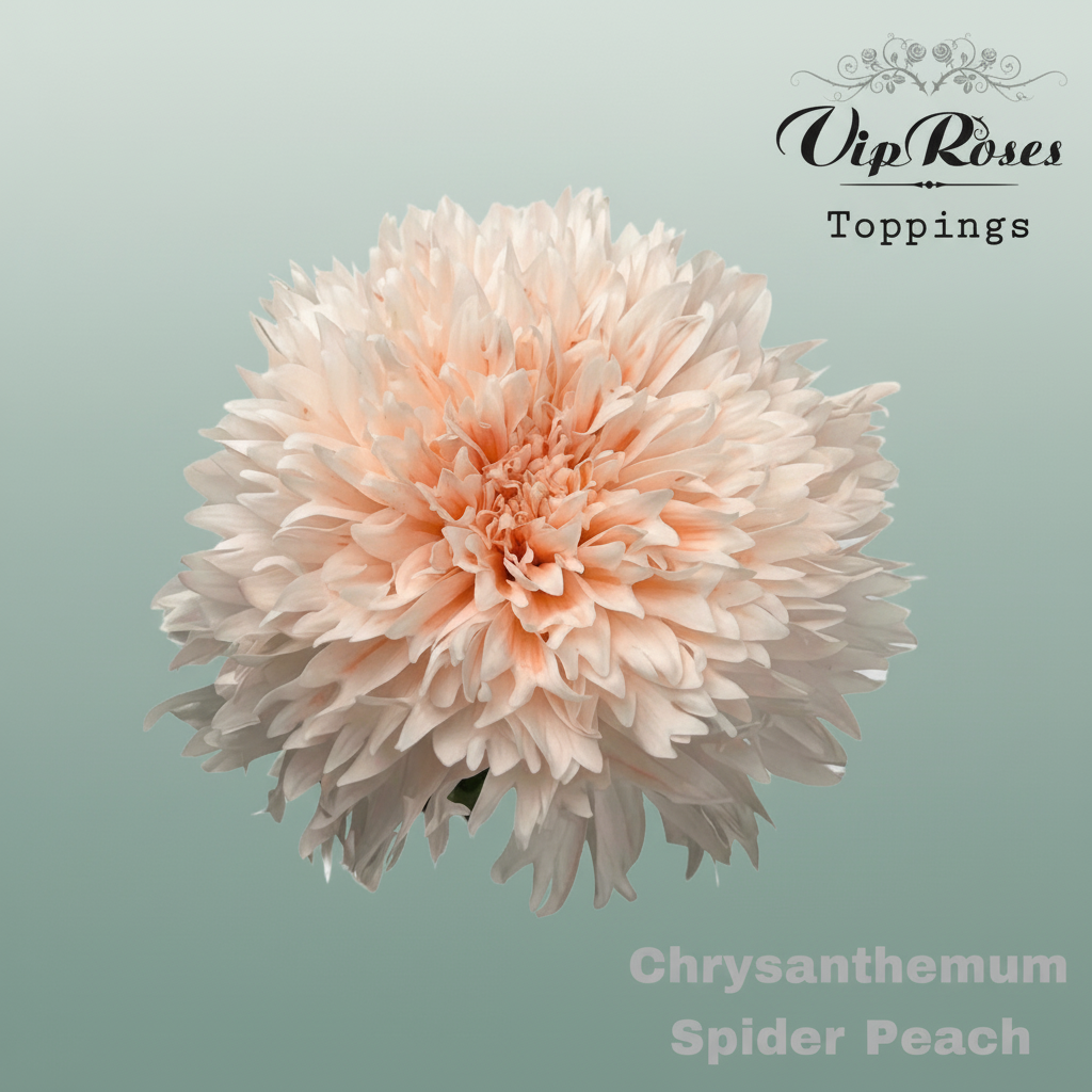 Chrysanthemum G Dyed Spider Peach