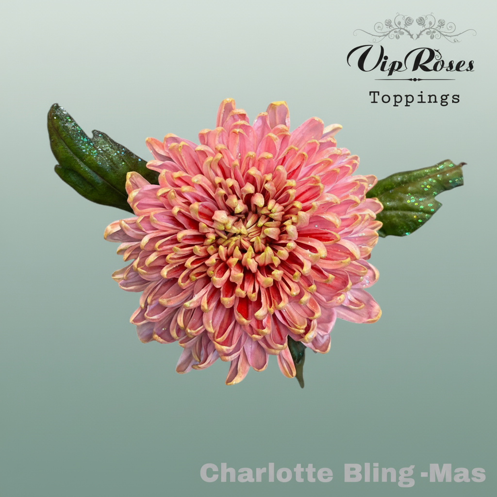 Chrysanthemum G Dyed Charlotte Bling Xmas