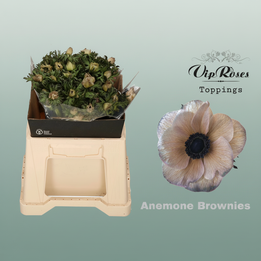 Anemone Dyed Brownies