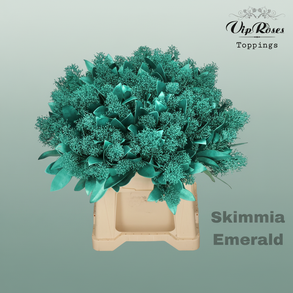 Skimmia Dyed Emerald