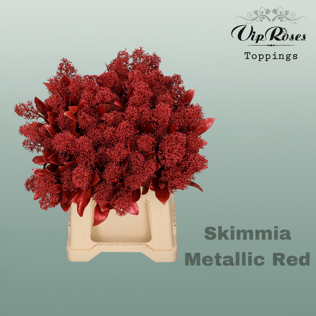 Skimmia Dyed Metallic Red