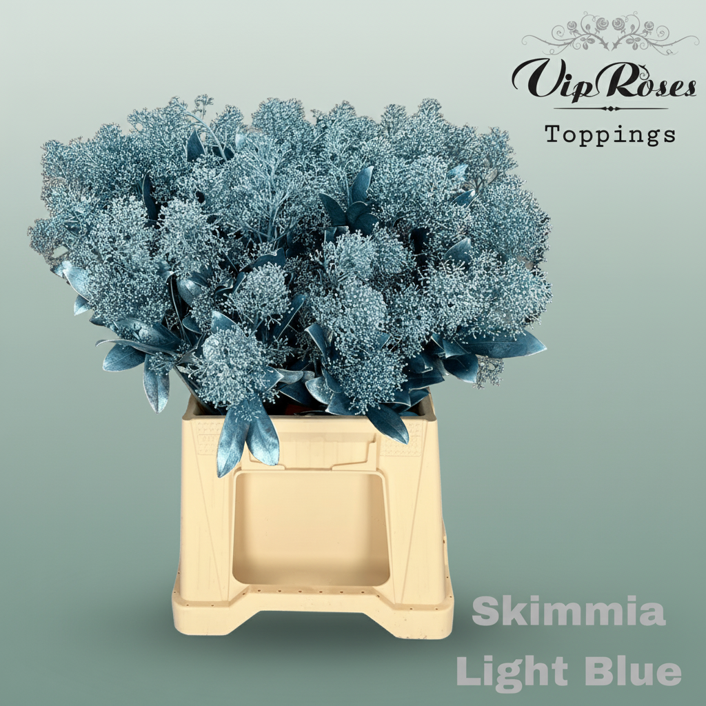 Skimmia Dyed Metallic Light Blue