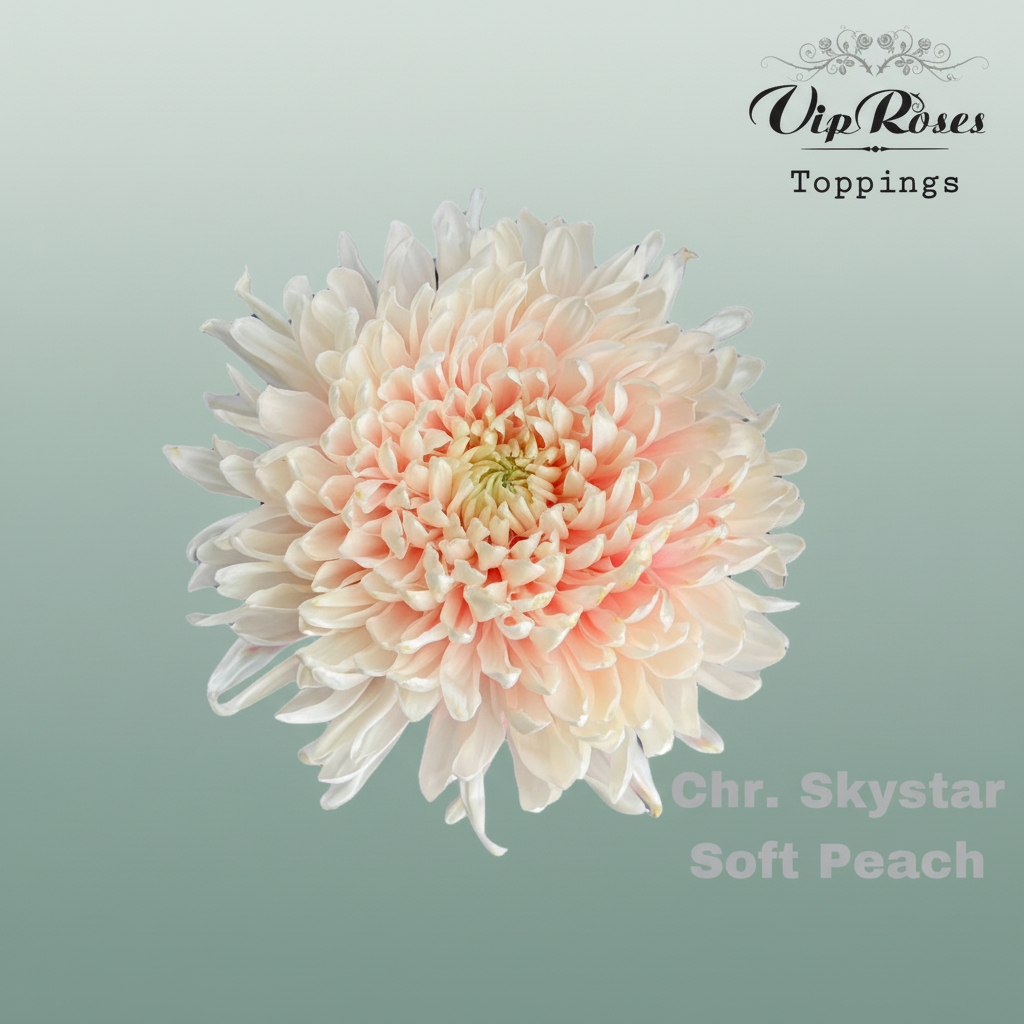 Chrysanthemum G Dyed Skystar Soft Peach