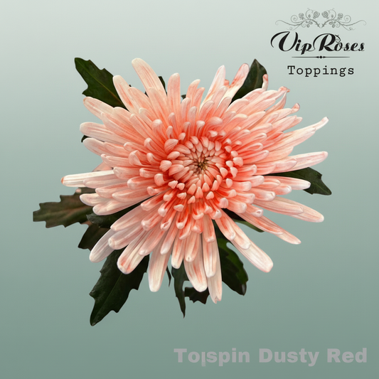 Chrysanthemum G Dyed Topspin Dusty Red