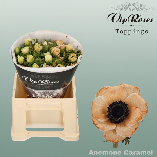 Anemone Dyed Caramel
