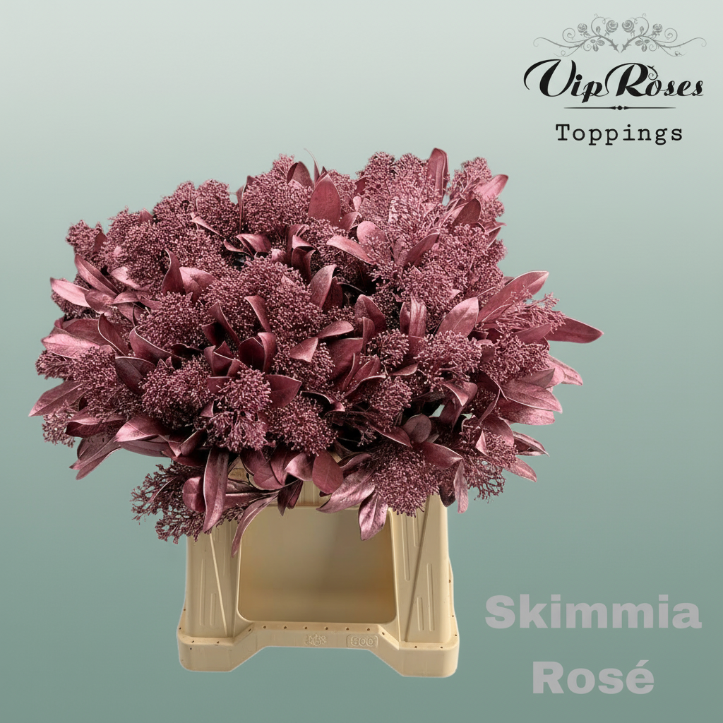 Skimmia Dyed Metallic Rosé