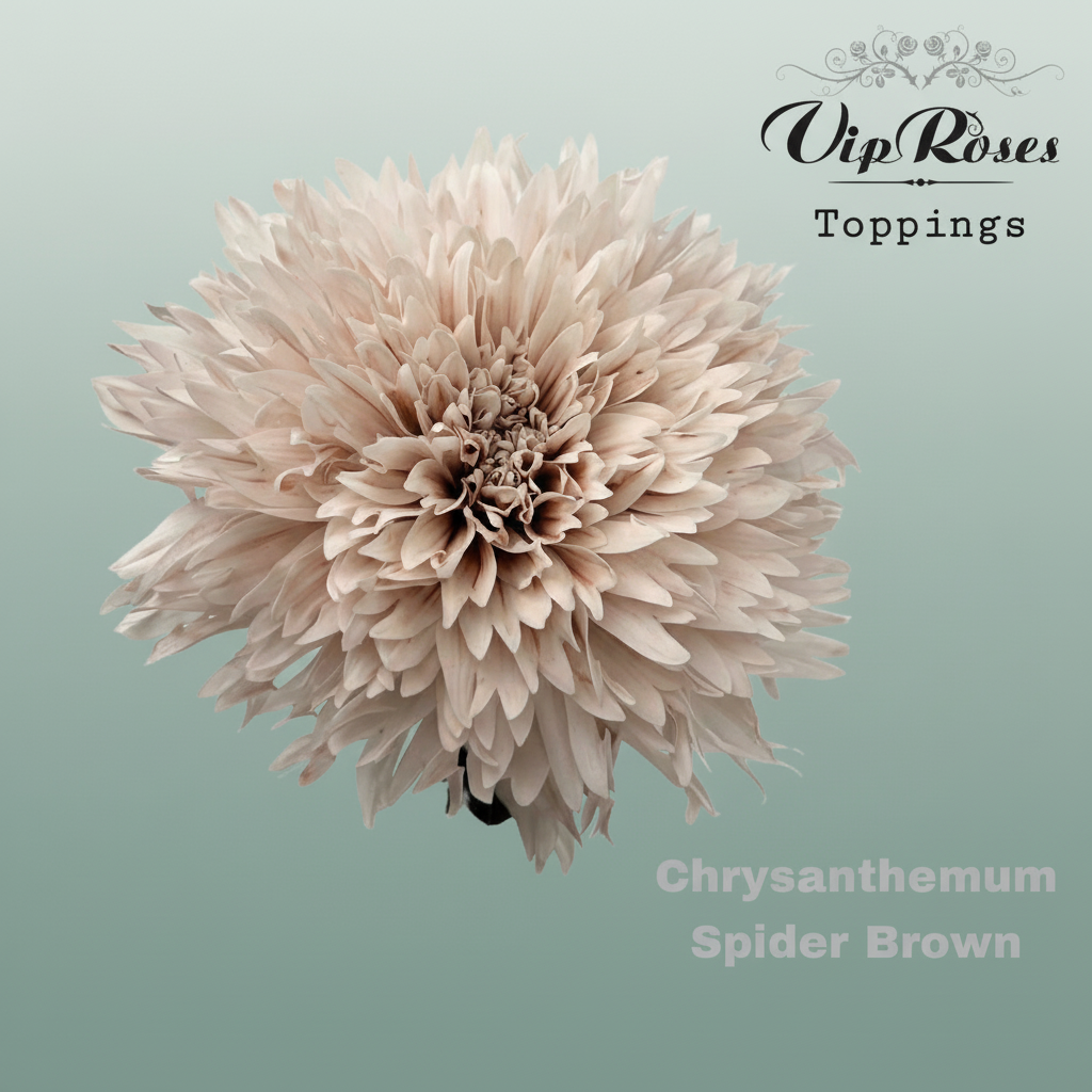 Chrysanthemum G Dyed Spider Brown