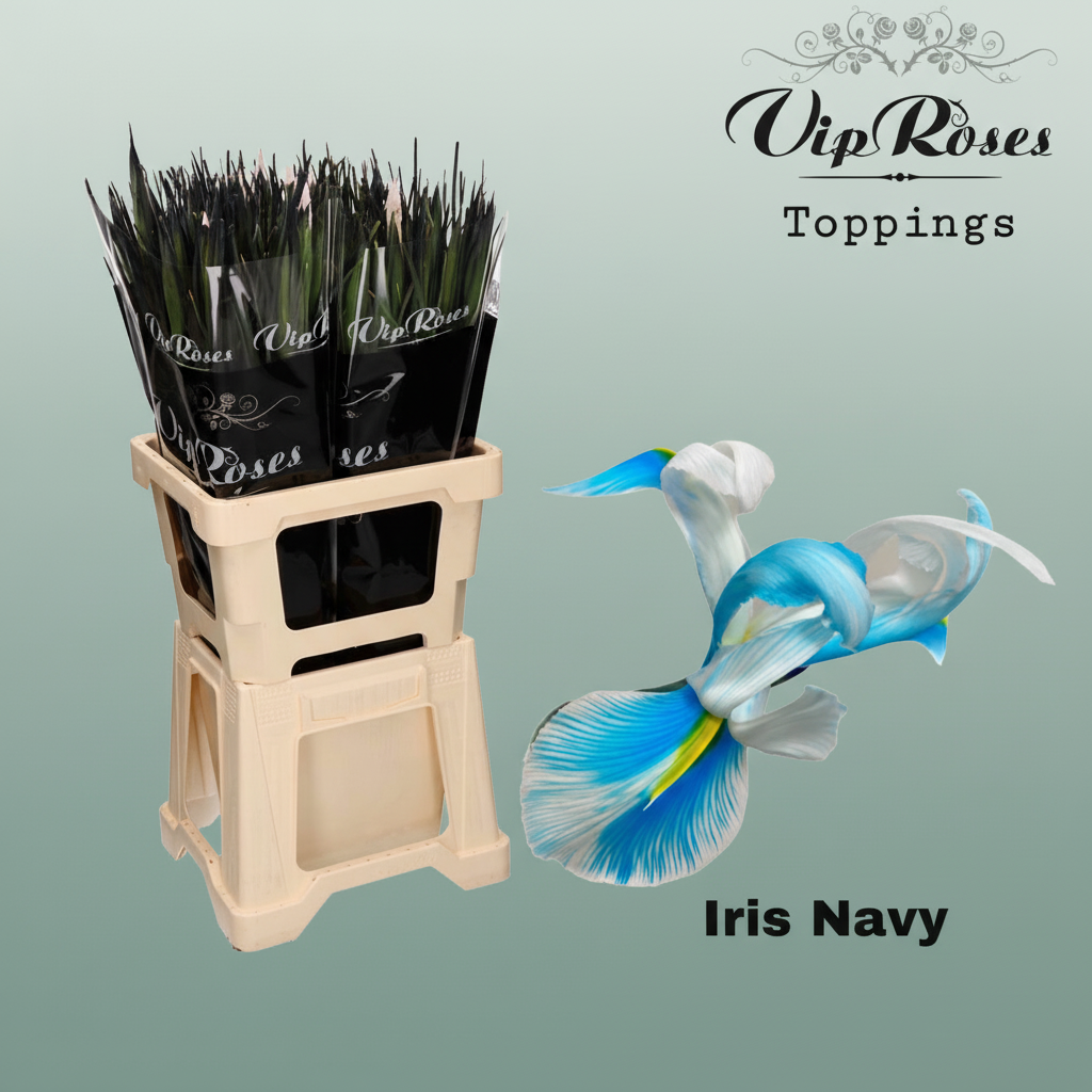 Iris Navy Dyed