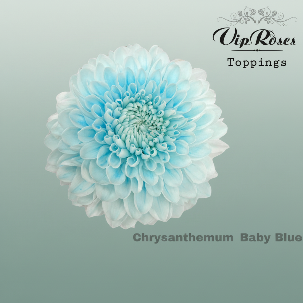 Chrysanthemum G Dyed Baby Blue