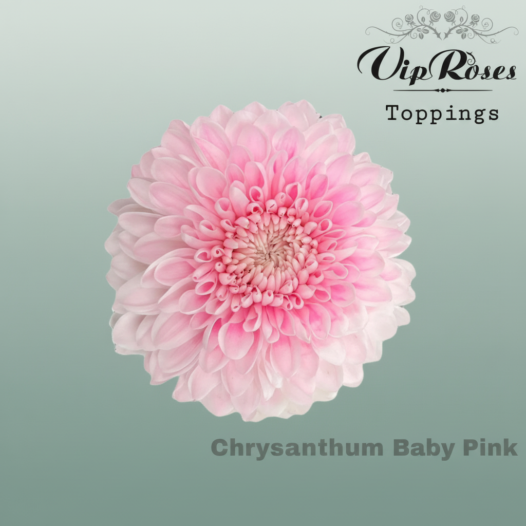 Chrysanthemum G Dyed Baby Pink