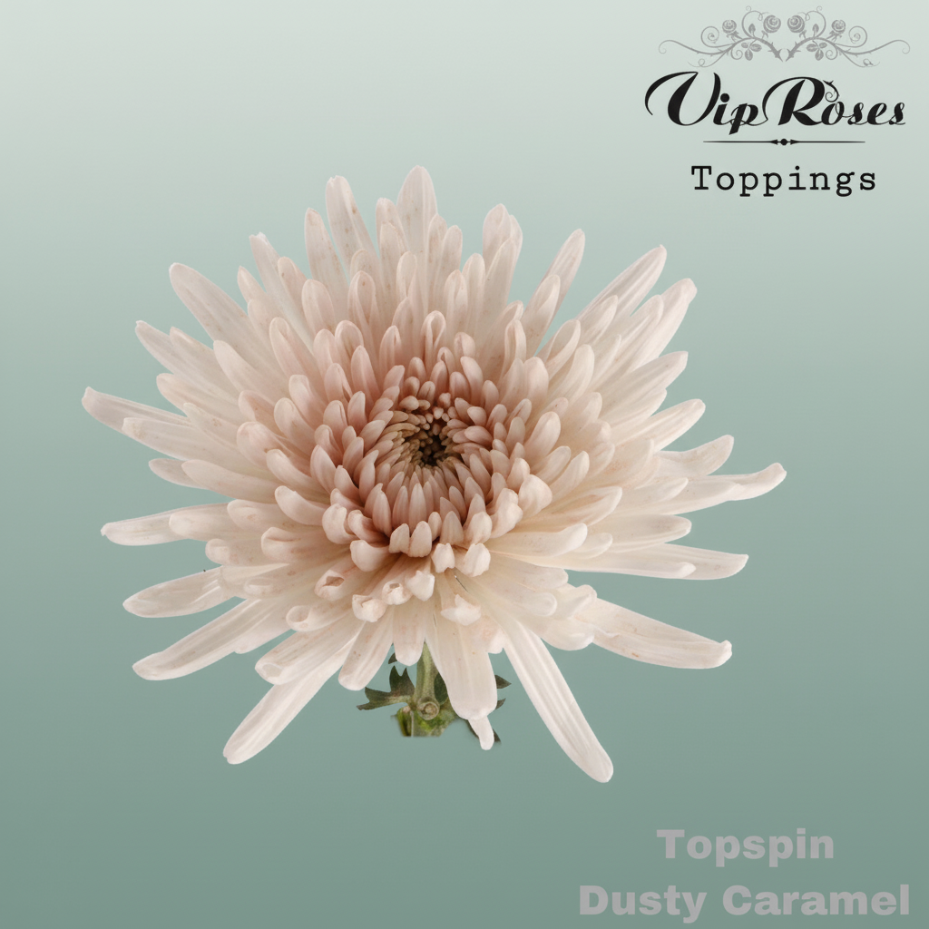 Chrysanthemum G Dyed Dusty Latte