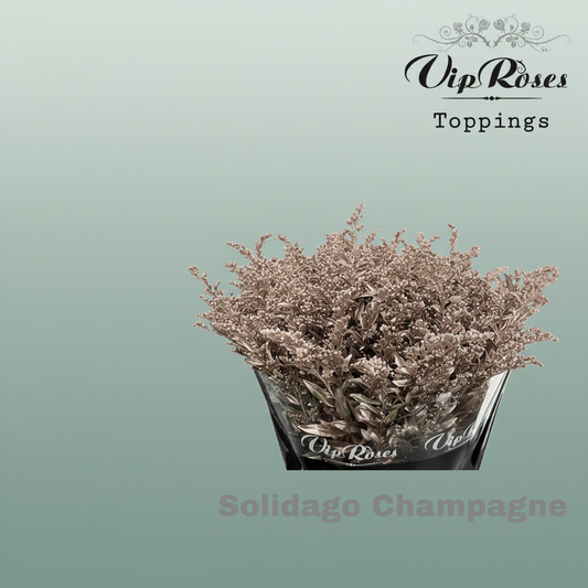 Solidago Dyed Champagne