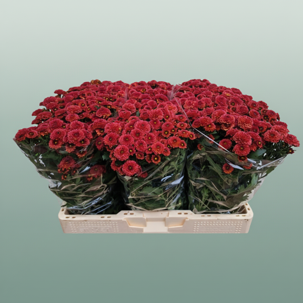 Chrysanthemum Santini Tammy Red