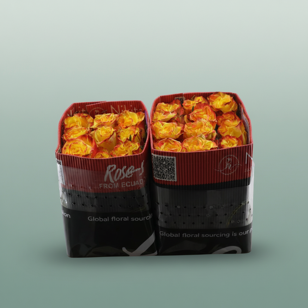 Rose High & M Yel Fl