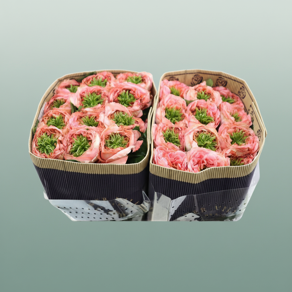 Rose Mandarin Xpression