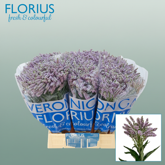 Veronica Smart Splash