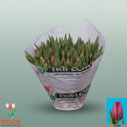 Tulip Puma