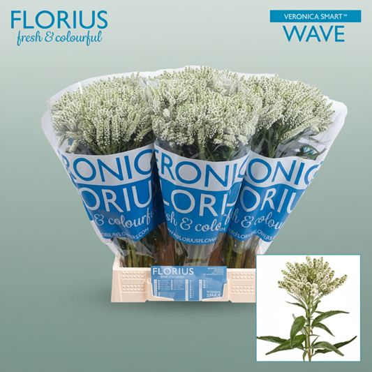 Veronica Smart Wave