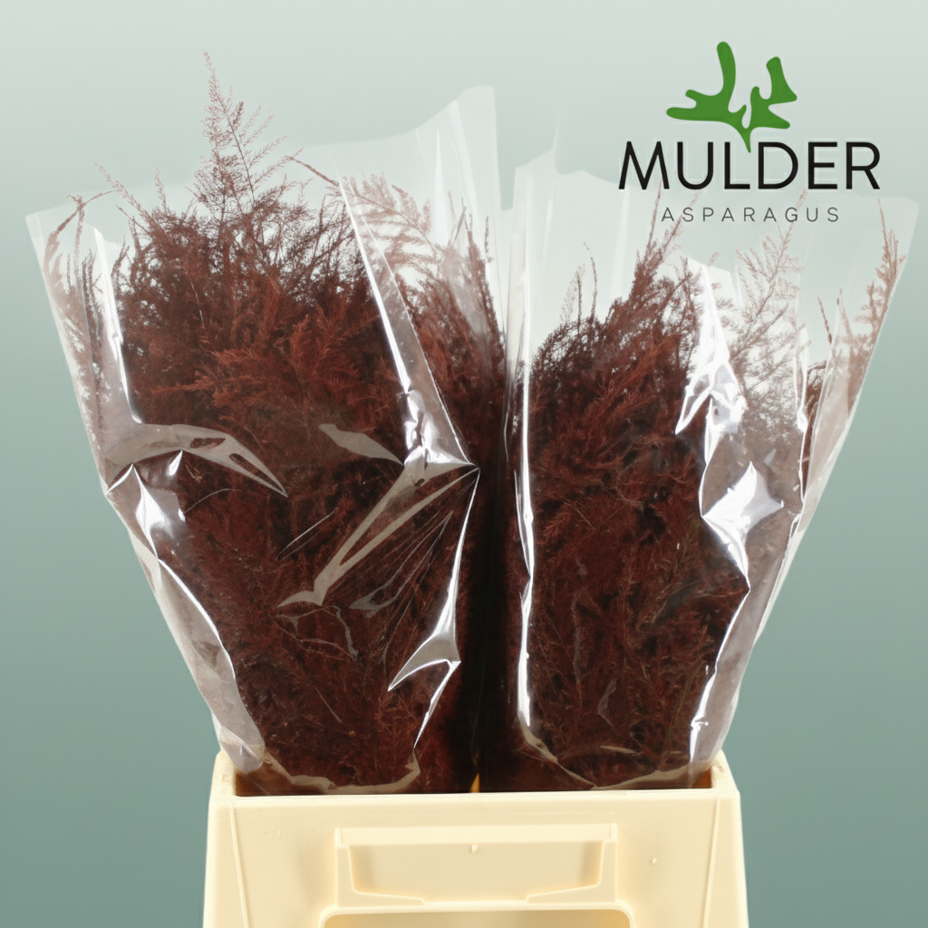 GR Asparagus Bordeaux Dyed