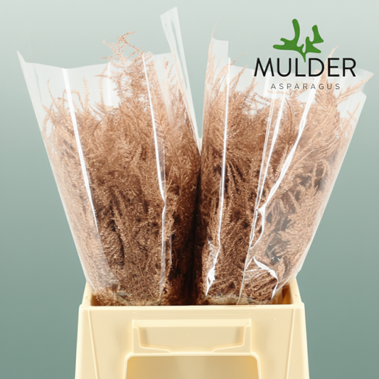 GR Asparagus Copper Dyed