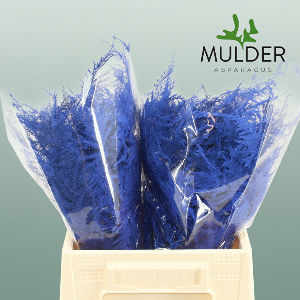 GR Asparagus Dark Blue Dyed