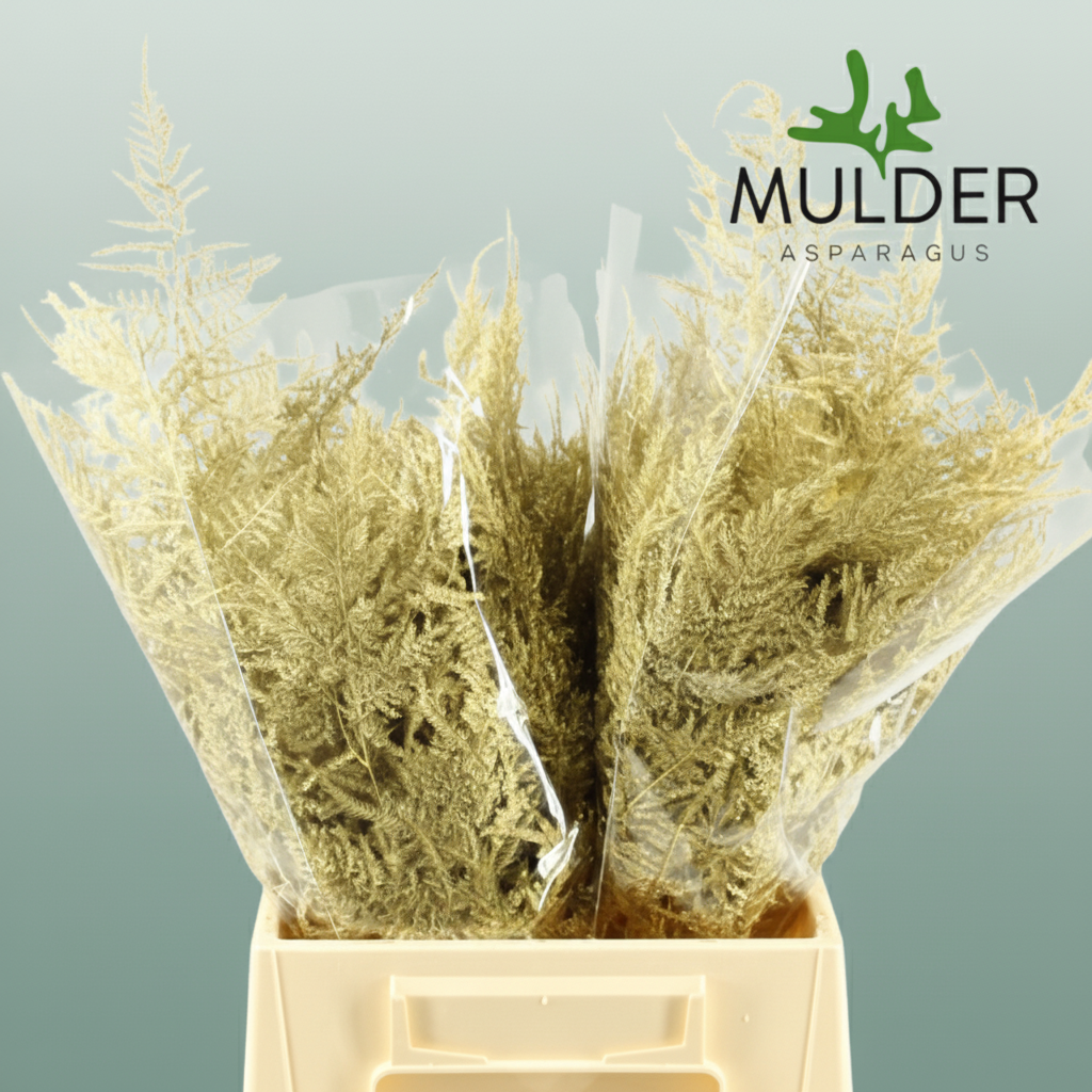 GR Asparagus Yellow Dyed