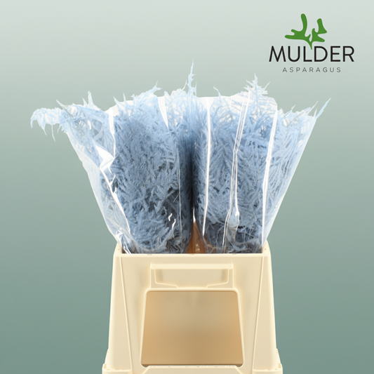 GR Asparagus Light Blue Dyed