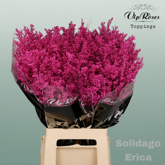 Solidago Dyed Erica