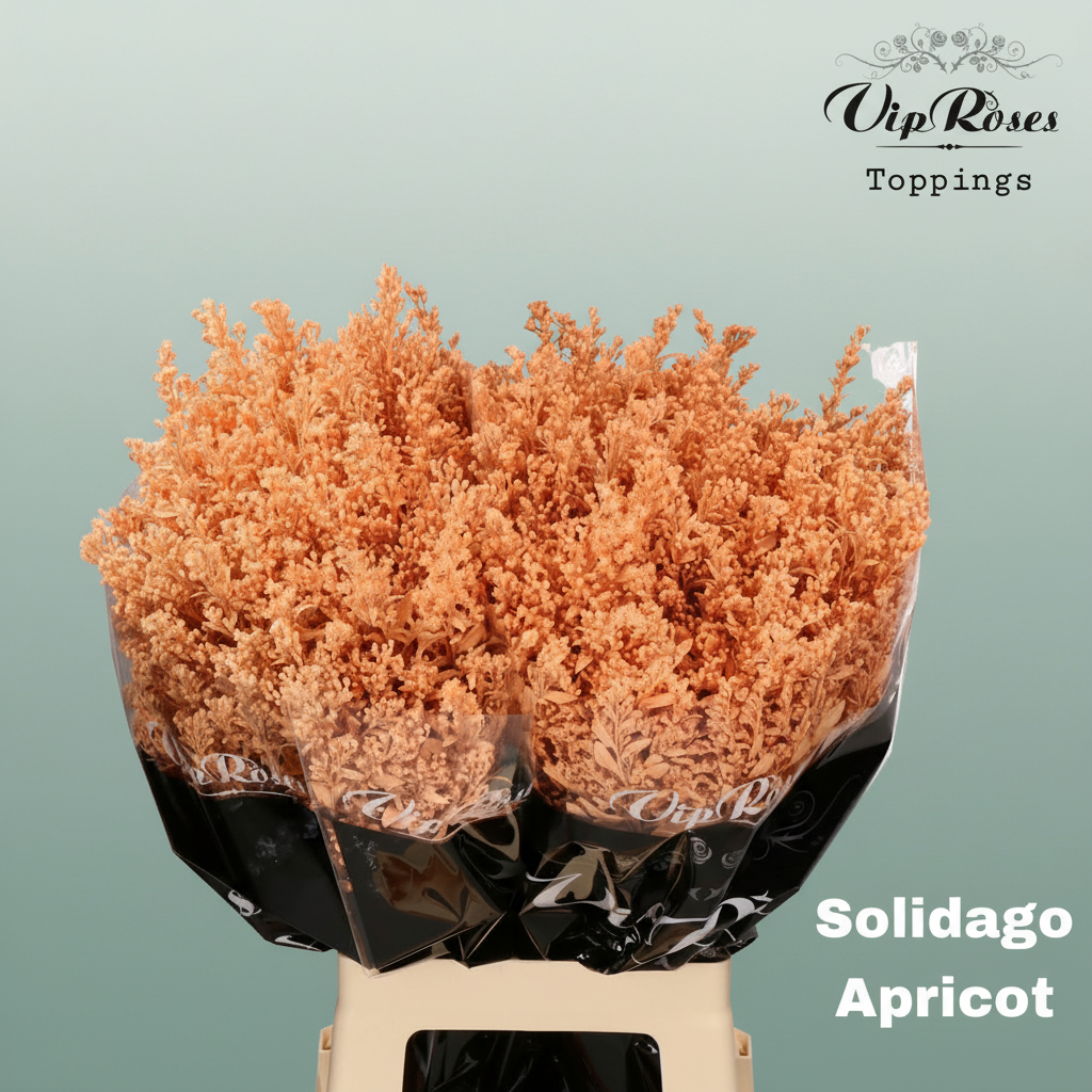 Solidago Dyed Apricot