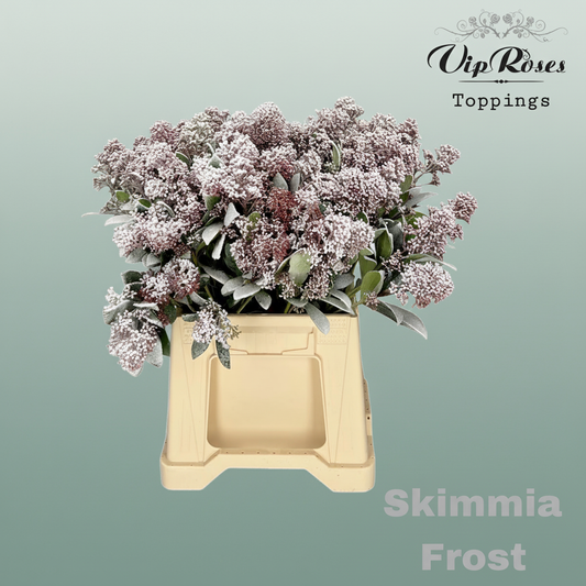 Skimmia Dyed Frost