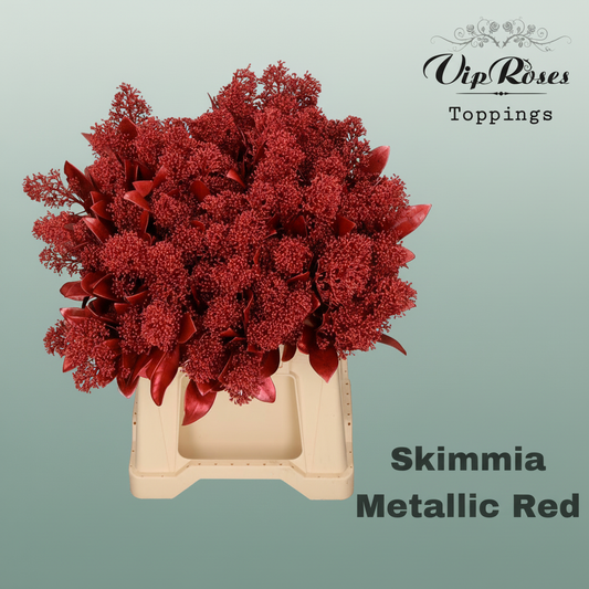 Skimmia Dyed Metallic Rosé
