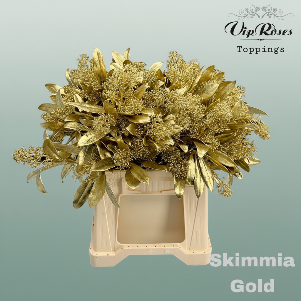 Skimmia Dyed Gold