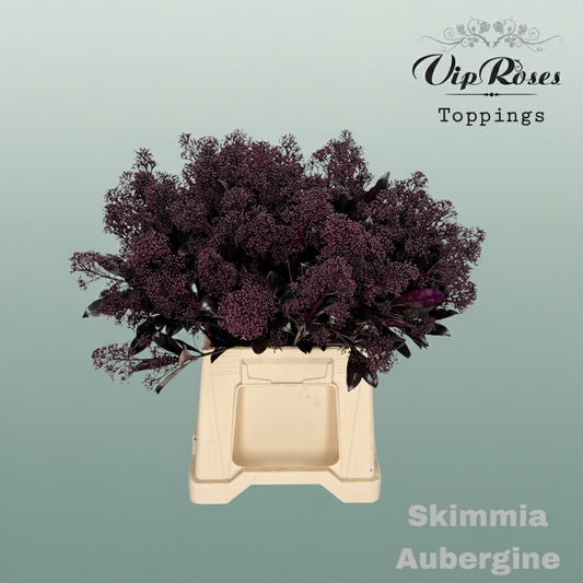 Skimmia Dyed Aubergine