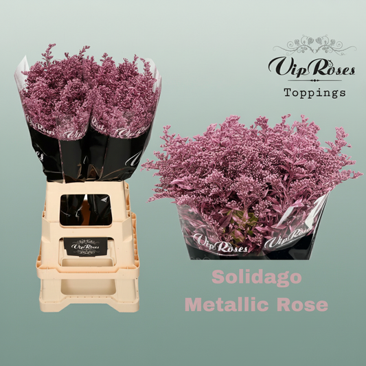 Solidago Dyed Metallic Rose