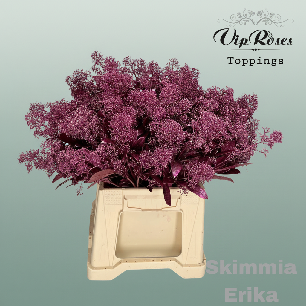 Skimmia Dyed Metallic Erica