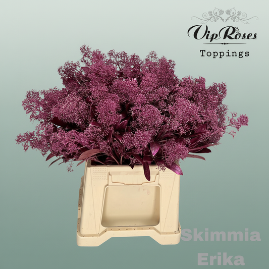 Skimmia Dyed Metallic Erica