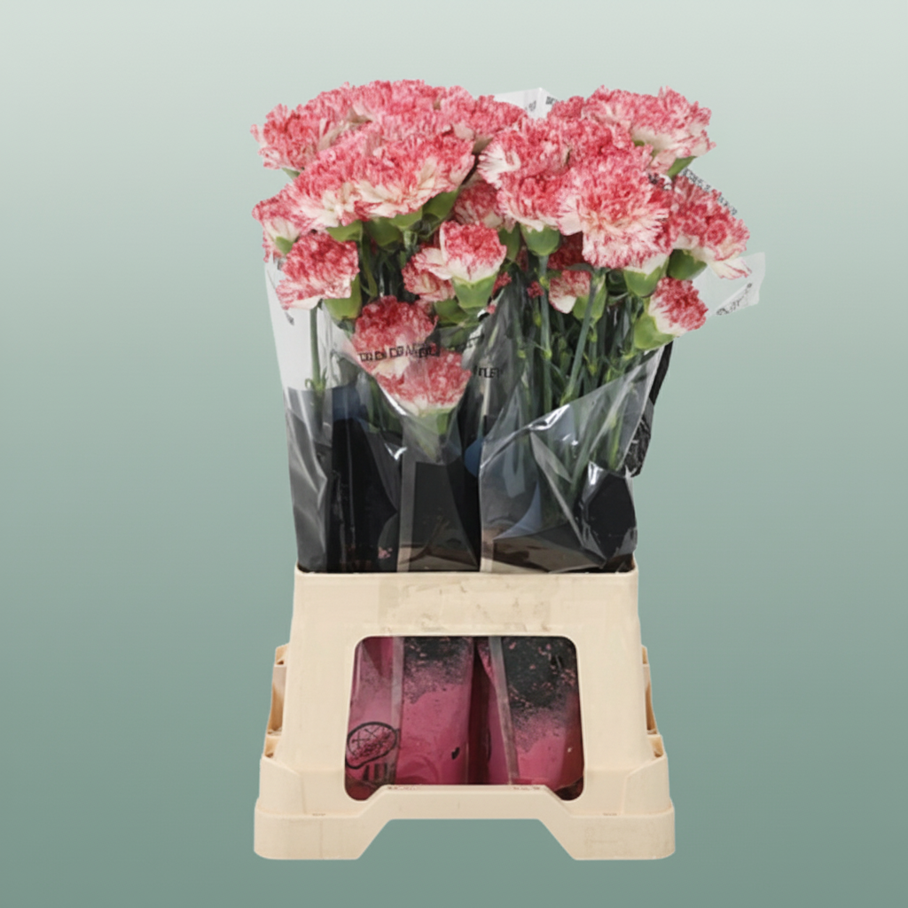 Carnation Standard Montoya