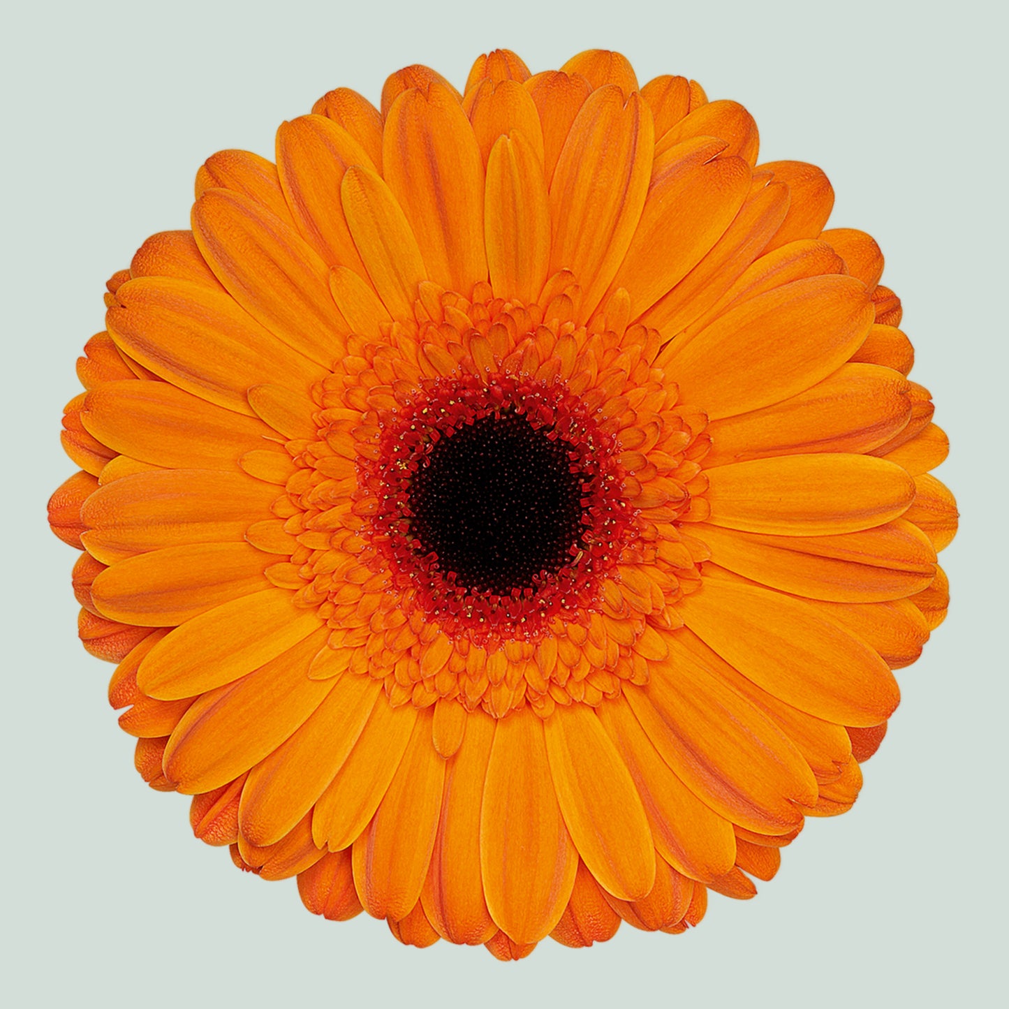 Gerbera Alex (15 Stems)