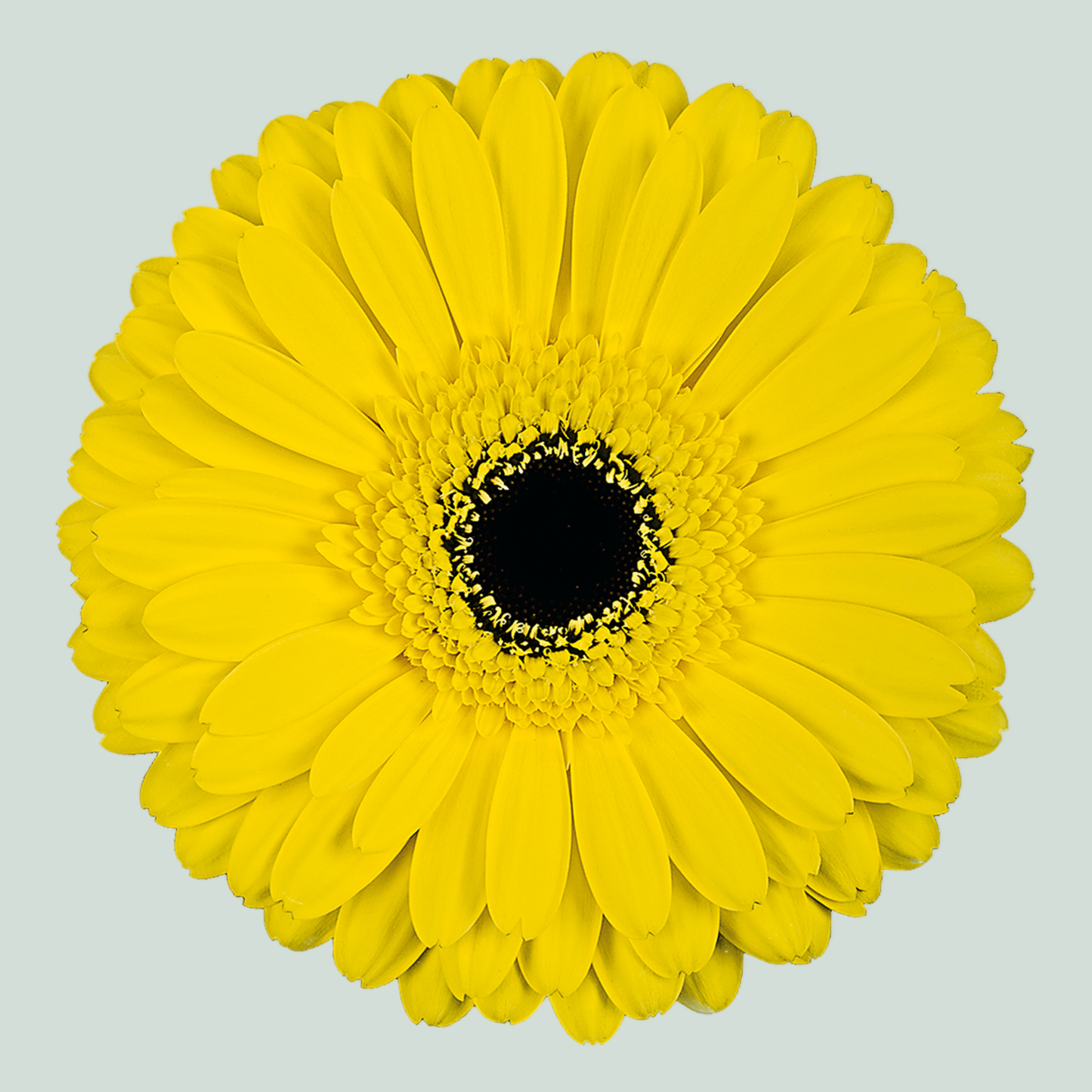 Gerbera Don Leo (15 Stems)