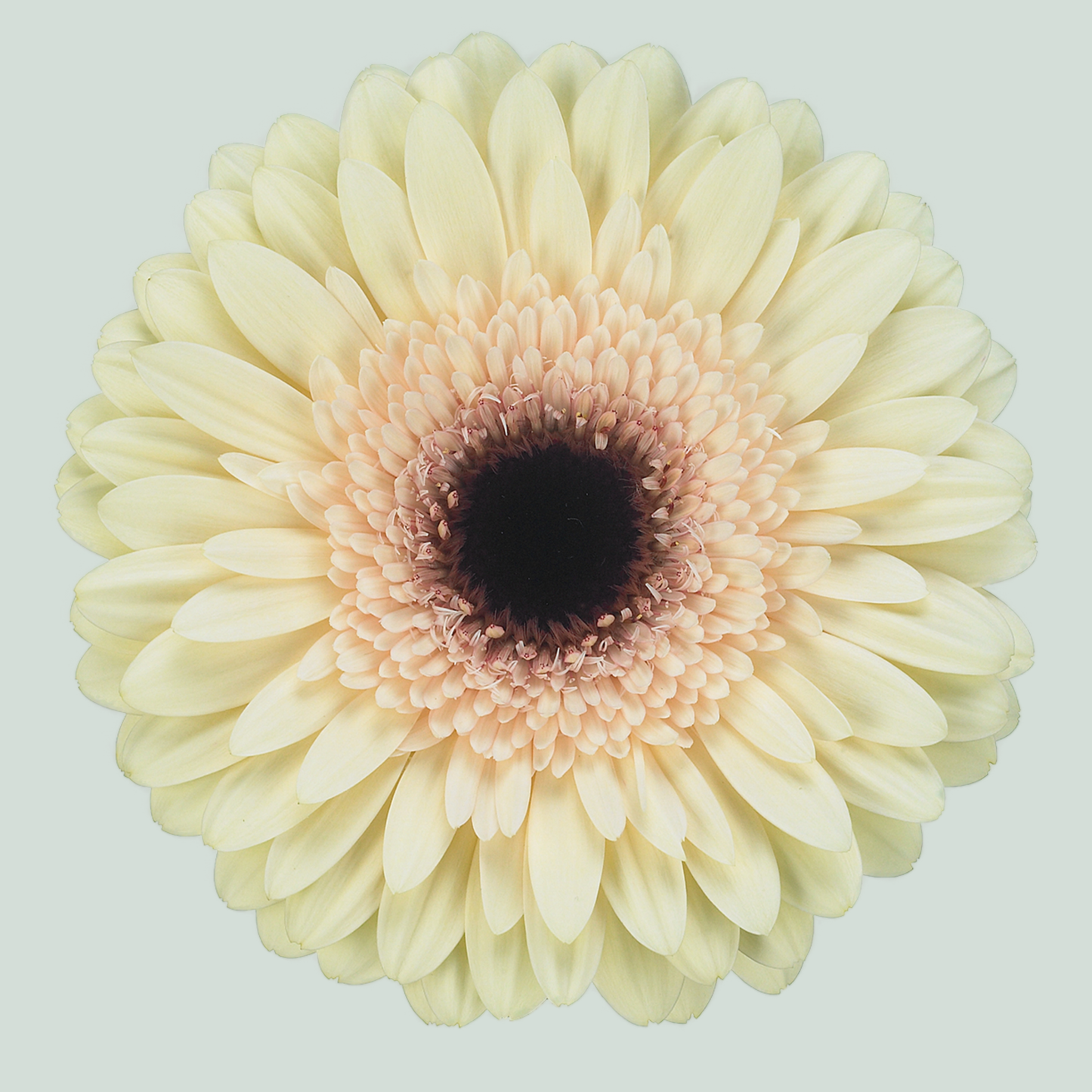 Gerbera Eclair (15 Stems)