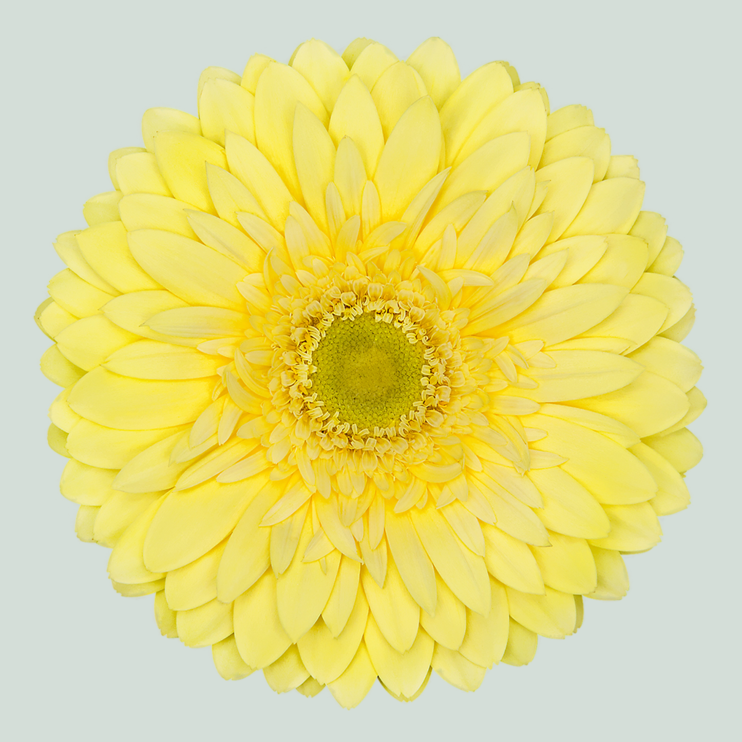 Gerbera Full Moon (15 Stems)