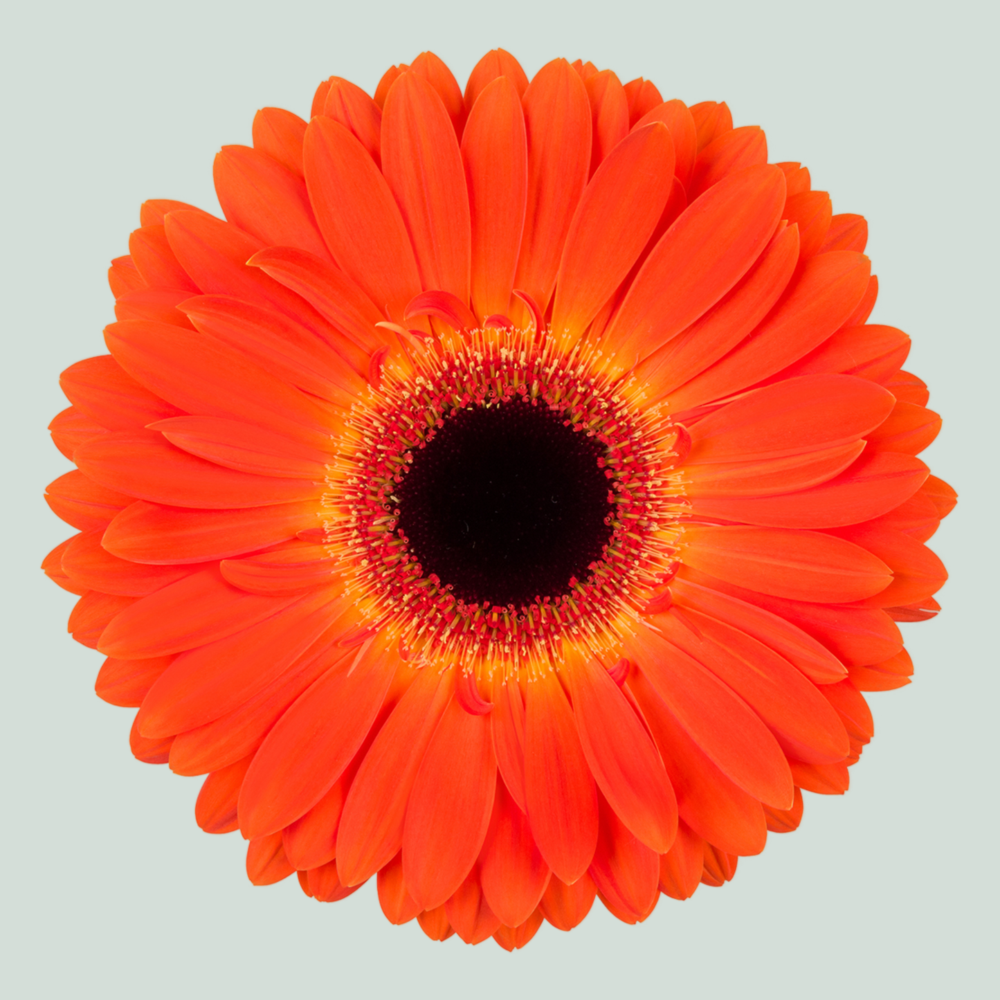 Gerbera Medina (15 Stems)