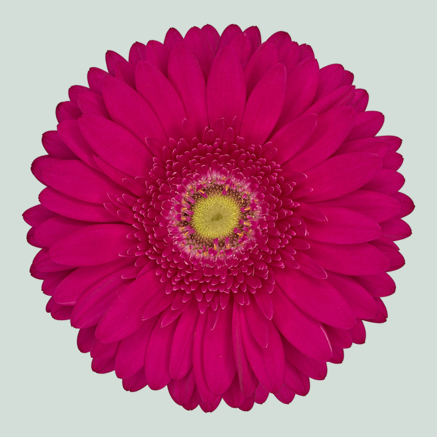 Gerbera Riley (15 Stems)