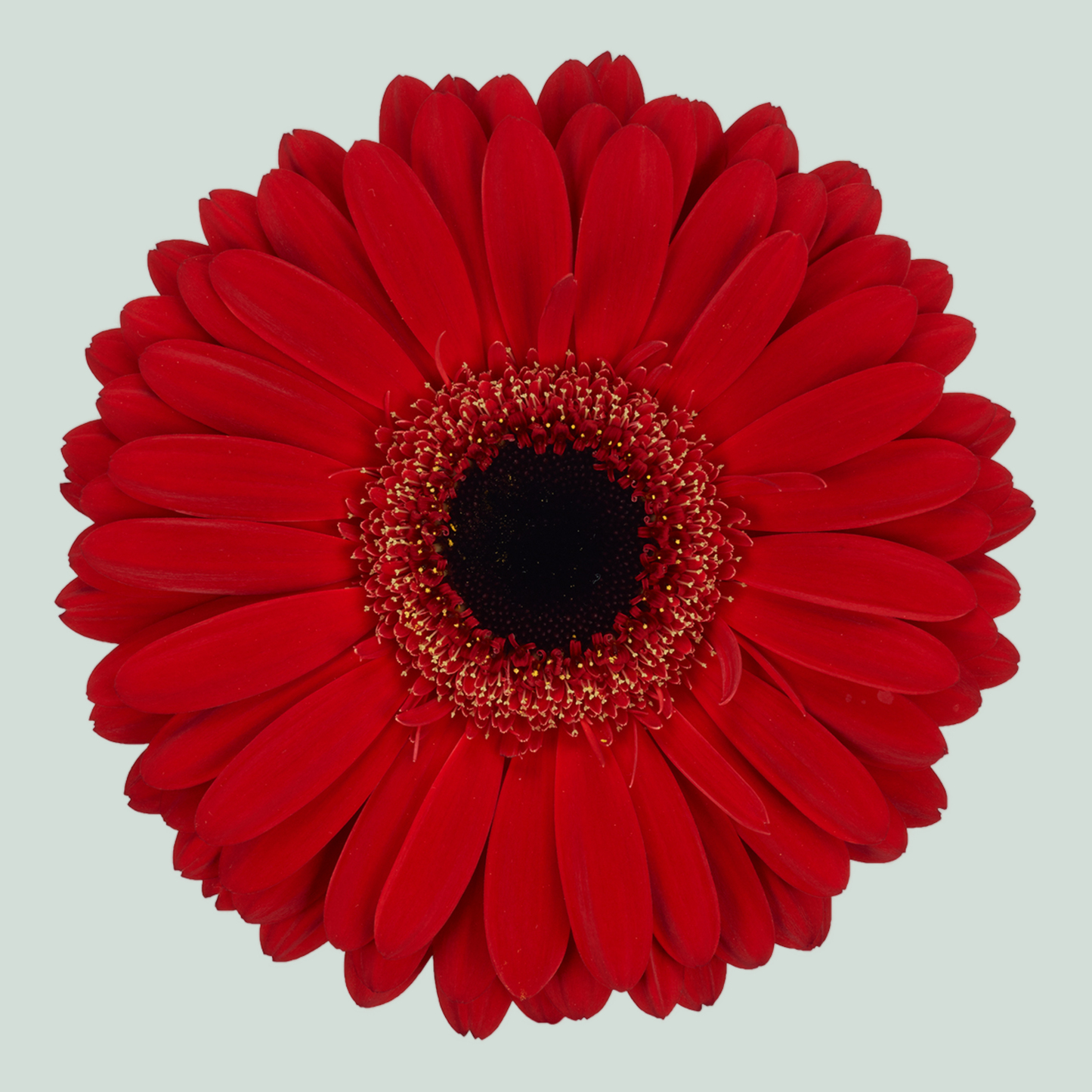 Gerbera Rodeo (15 Stems)