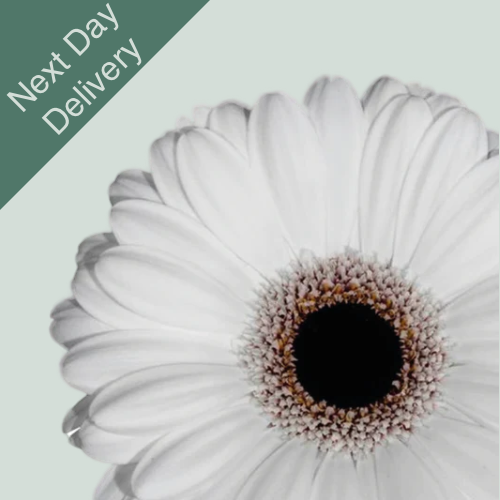 Germini Snoopy - 20 Stems (Next Day)