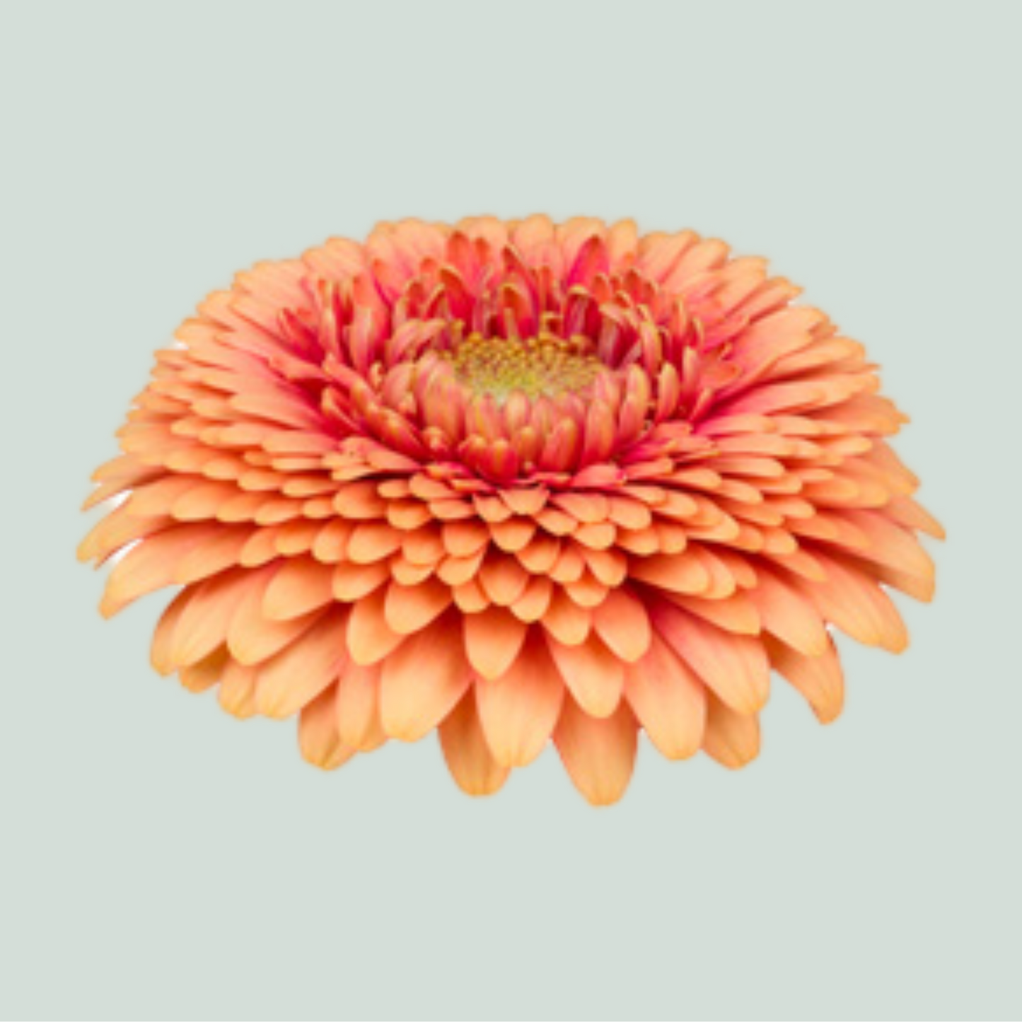 Germini Gerponi Zenna M